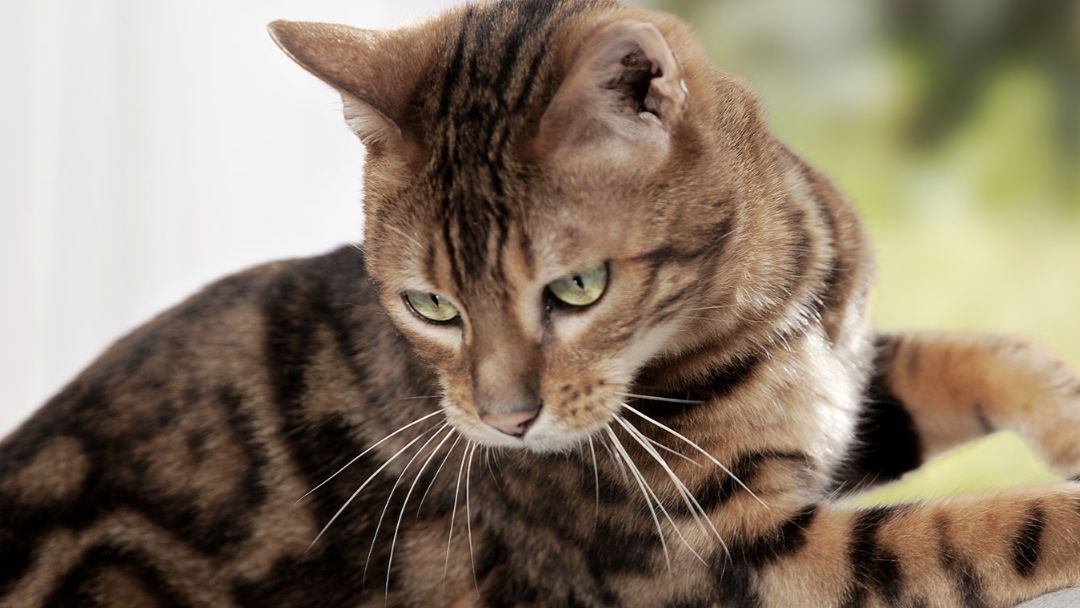 Stérilisation du chat mâle et femelle Purina